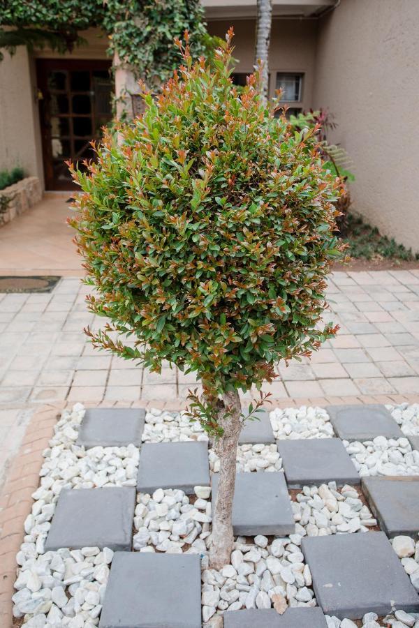 4 Gazelle Guesthouse نيلسبروت المظهر الخارجي الصورة